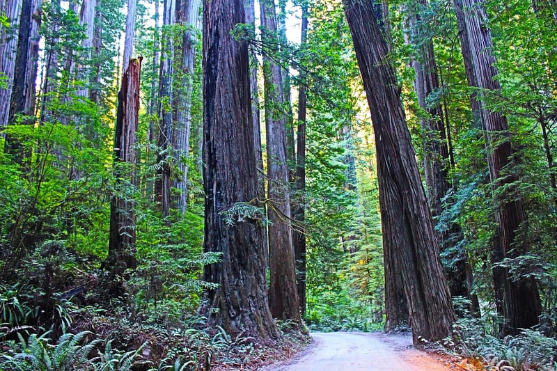 Secluded Cabin in Redwoods Forest